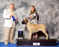 Mastiff #26 Wed BOW