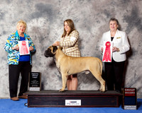 Bullmastiff #5 Wed G2 SweepsG1