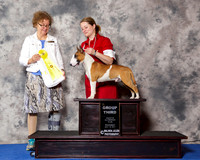 Miniature Bull Terrier #7 Wed G3