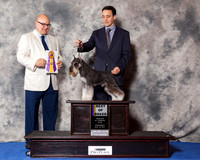 Miniature Schnauzer #25 Wed BOB