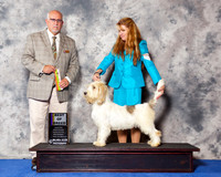 Petit Basset Griffon Vendeen #155 Wed BOB