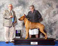 Rhodesian Ridgeback #17 Wed WD