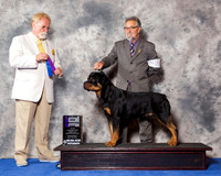 Rottweiler #21 Wed WD Maj