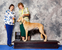 Saluki #5 Wed BOB
