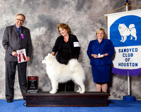 Samoyed #10 Wed BO