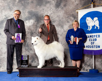 Samoyed #15 Wed WD