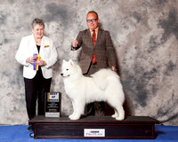 Samoyed #16 Wed BOB