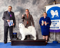 Samoyed #16 Wed BOW