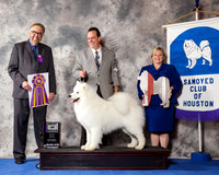Samoyed #5 Wed BOB