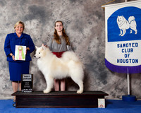 Samoyed #J405 Wed BJ