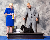 Scottish Terrier #20 Wed BOB