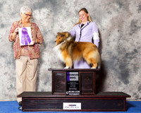 Shetland Sheepdog #19 Wed WD
