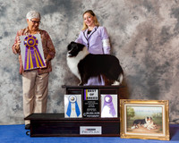 Shetland Sheepdog #32 Wed BOB
