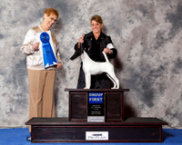 Smooth Fox Terrier #22 Wed G1