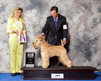 Soft Coated Wheaten Terrier #9 Wed BOB