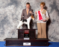 Wire Fox Terrier #20 Wed G2