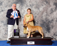 American Staffordshire Terrier #14 Thr WB NC Maj