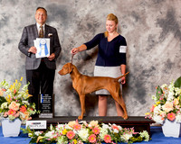 Vizsla #18 Thr BOW NC Maj