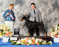 Doberman Pinscher #28 Thr SB