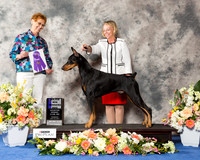 Doberman Pinscher #31 The WD Maj