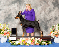 Doberman Pinscher #33 Thr SB RESHOOT