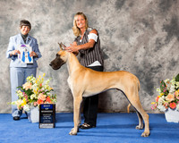 Great Dane #25 Thr BOW