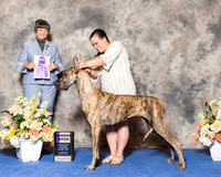Great Dane #36 Thr WB