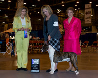 American Staffordshire Terrier #7 Wed WD Maj