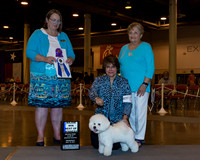 Bichon Frise #21 Wed BOW Maj
