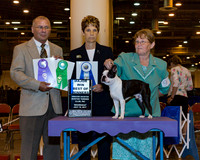 Boston Terrier #9 Wed BOW Maj