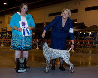 German Shorthaired Pointer #17 Wed BOW WD Maj