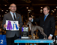 Italian Greyhound #20 Wed WB Maj