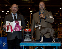 Italian Greyhound #24 Wed BOS