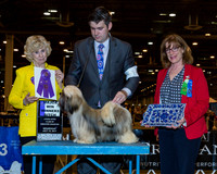 Lhasa Apso #14 Wed WB Maj