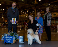 Miniature Poodle #10 Wed BoV