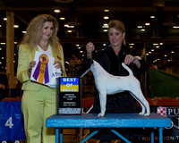 Smooth Fox Terrier #22 Wed BOB