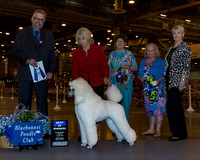Standard Poodle #14 Wed BOW