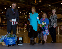 Standard Poodle #23 Wed BoSV