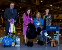 Standard Poodle #50 Wed BiSp