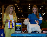West Highland Terrier #28 Wed BOB