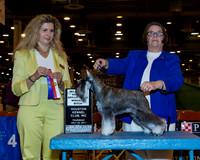 Standard Schnauzer #18 Wed BOW WB