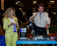 Standard Schnauzer #23 Wed WD Maj