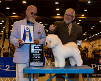 Bichon Frise #23 Thr WD