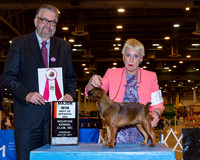 Brussels Griffon #19 Thr BO