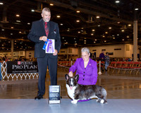 Cardigan Welsh Corgi #9 Thr WD