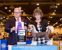 Chinese Crested #15 Thr WD