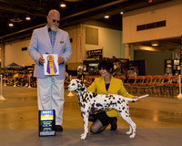 Dalmatian #6 Thr BOB
