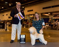 Miniature Poodle #10 Thr BOV