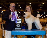 Miniature Poodle #7 Thr WD