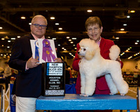Miniature Poodle #8 Thr BW WB NC